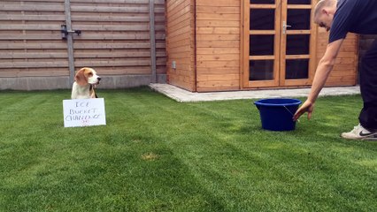 ALS Ice Bucket Challenge And Cute Dog Louie The Beagle