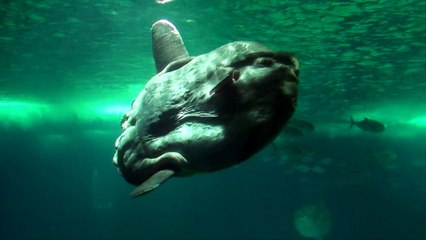 drôle de poisson/Ugly fish/سمكة غريبة