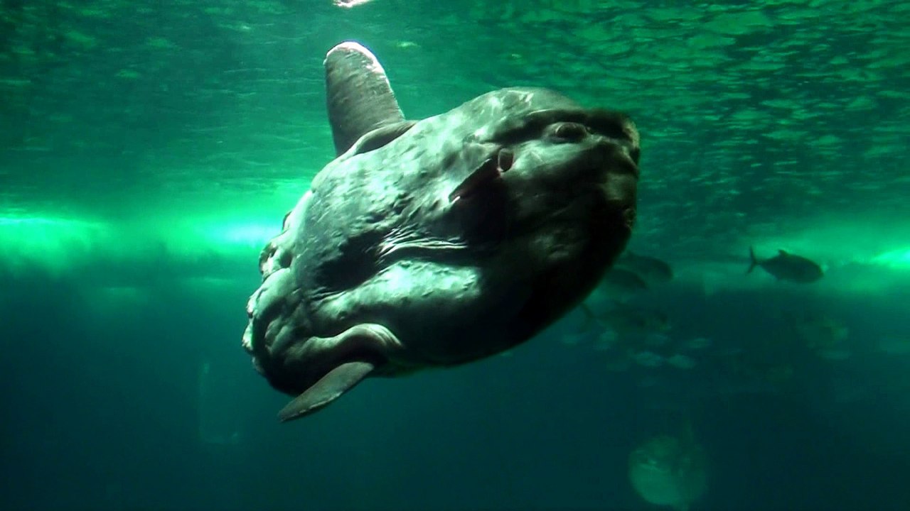 drôle de poisson/Ugly fish/سمكة غريبة