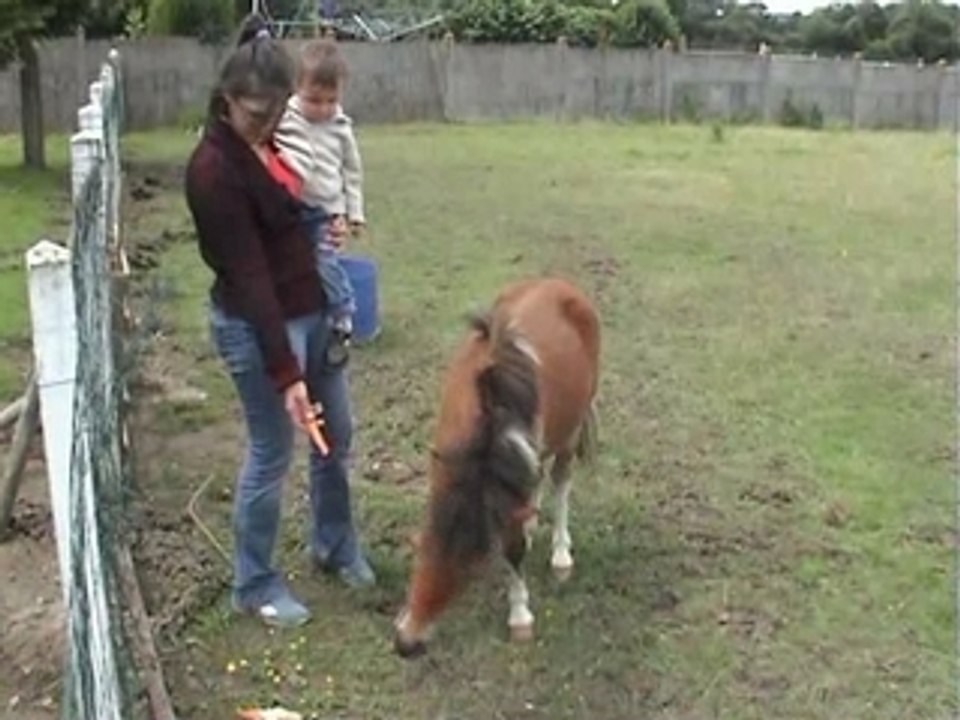 Poney