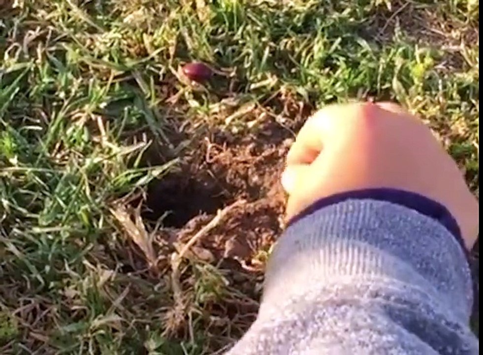 Funny Squirrel