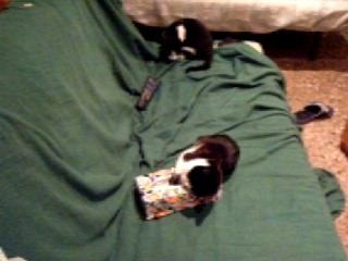 CHATON CONTRE BOITE DE MOUCHOIRS