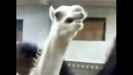 Camel Laughs Like Peter Griffin Funny Animal Videos