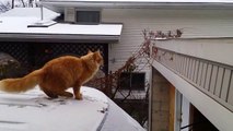 Cats Funny- Waffles The Terrible Funny Cat Fails Epic Jump