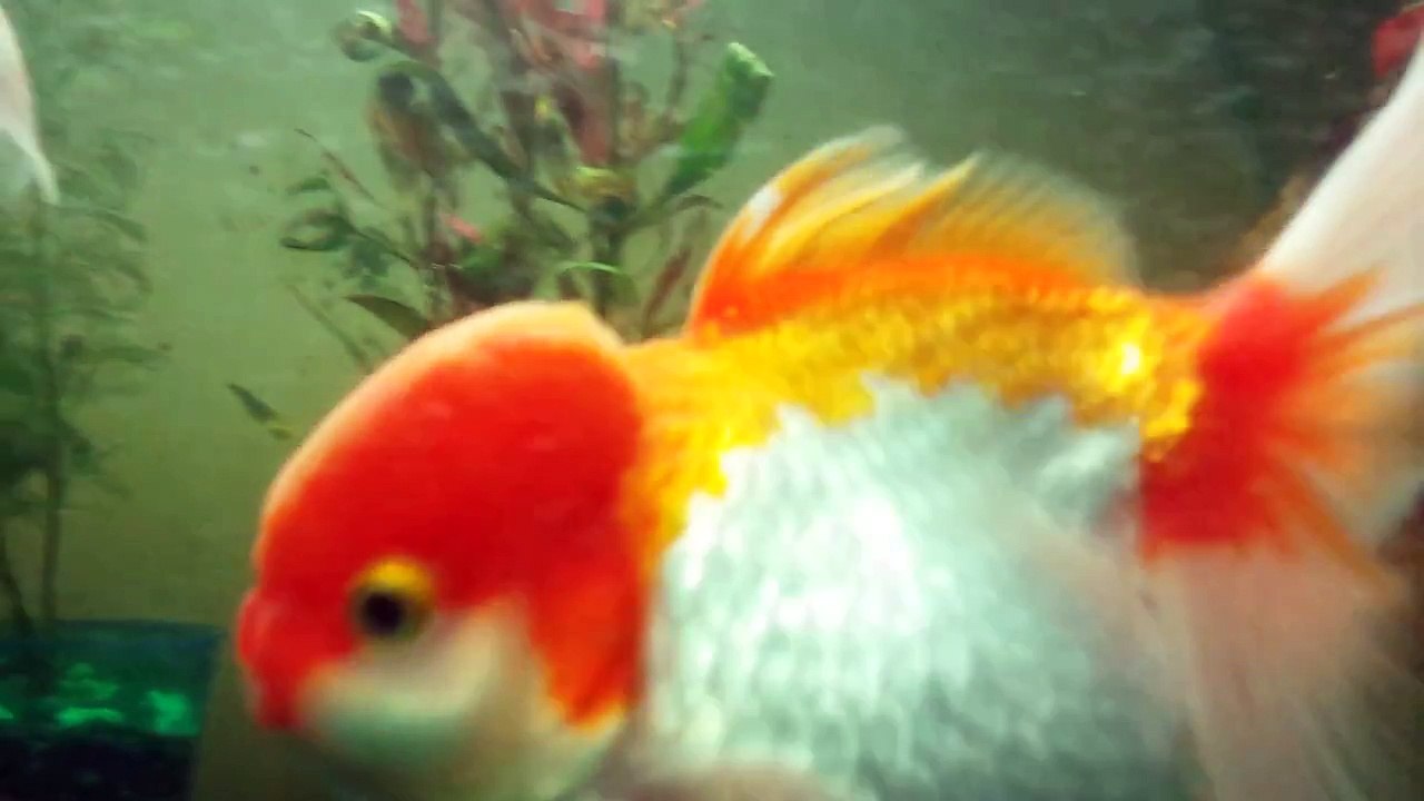 Fancy goldfish playing