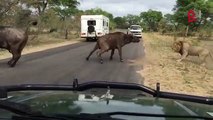 lion catches buffalo