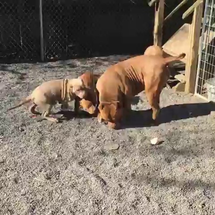 Playtime with Carmello
