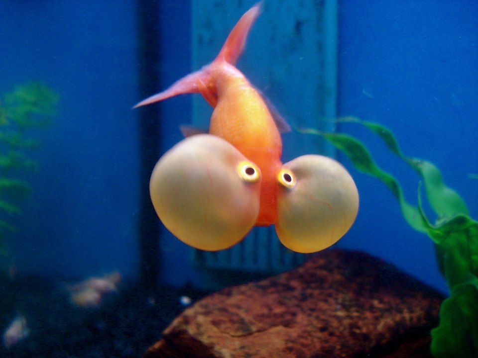 10 Underwater Creatures with Bizarre Appearance
