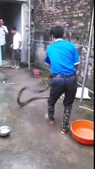 Young man caught cobras his hands only