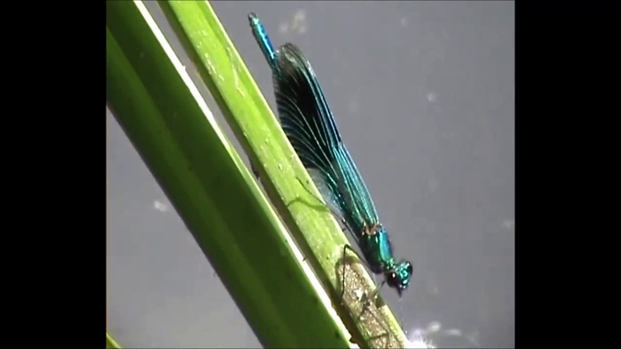 Damselfly