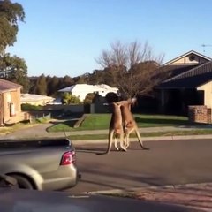 The Epic Kangaroo Boxing Match!