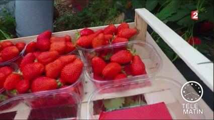 Conso - Des fraises sans pesticides - 2016/05/19