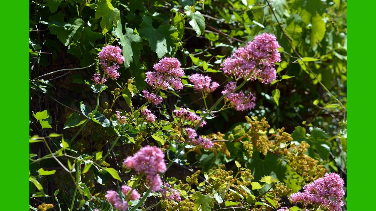 BESSEGES COMBES  GARD LES CEVENNES