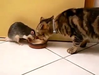 Rat VS Chat : le monde à l'envers