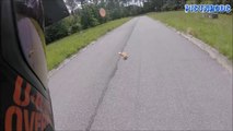 Un motard sauve un chat blessé couché au milieu de la route ! Beau geste