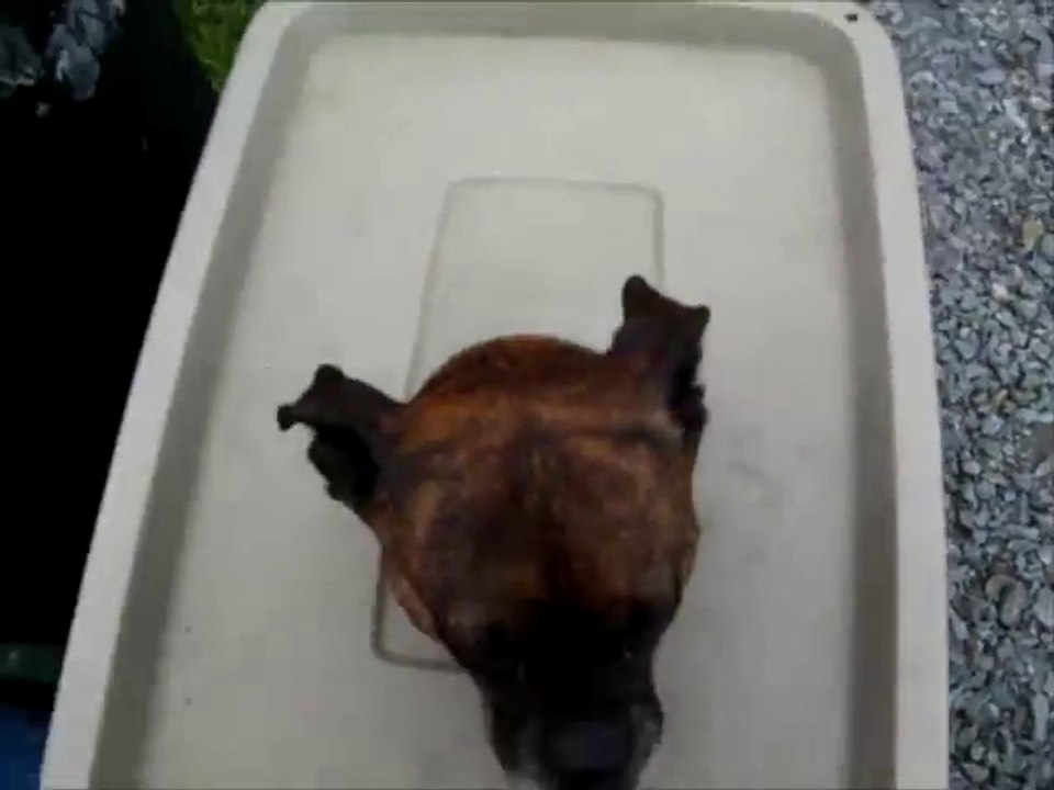 Il a trouvé une bonne façon de transporter son chien en vélo... Invention hilarante