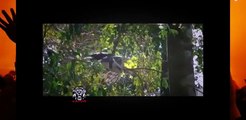 Most Amazing Wild Animal Attacks - CRAZIEST Animal Fights Leopard,Lion,Crocodile,Elephant