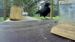 Are crows the ultimate problem solvers