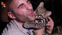 The adventurer Coyote Peterson plays with a wild ocelot