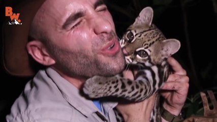 The adventurer Coyote Peterson plays with a wild ocelot