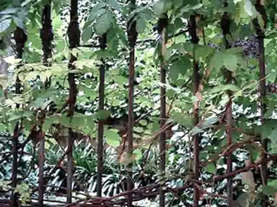 Video 187