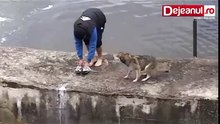 Un homme porte secours à un chien qui est à deux doigts de se noyer...sa réaction est très touchante