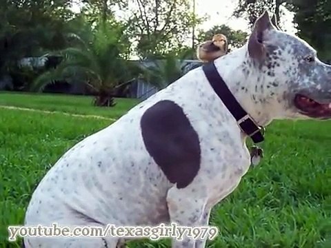 Un cane, un gatto e dei pulcini vivono insieme nella stessa casa...
