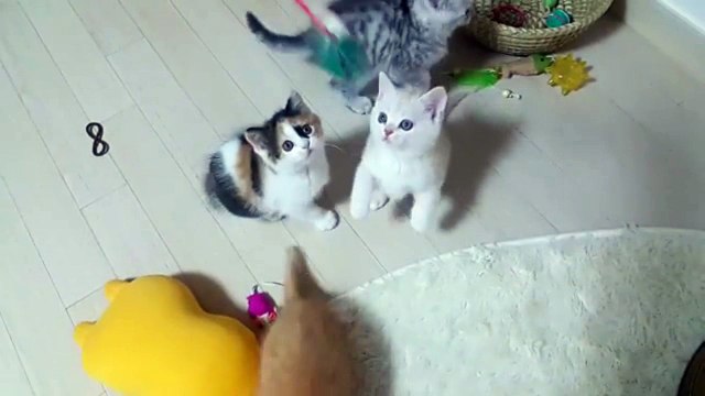 Кошачье детство. Четыре веселых котенка.
