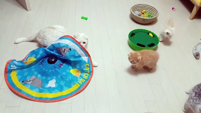 Кошачье детство. Котята играют .