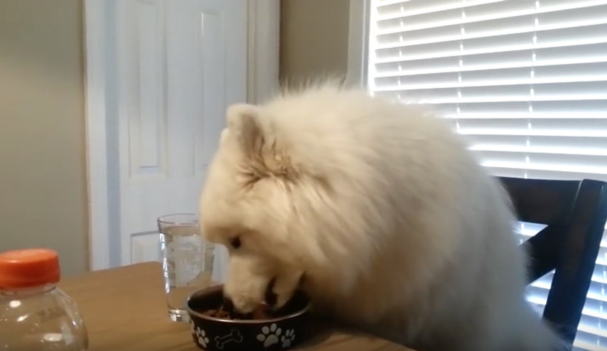 Un chien tellement bien élevé qu'il mange à table proprement