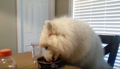 Un chien tellement bien élevé qu'il mange à table proprement