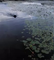 Este cachorro é um herói!