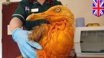 Orange seagull: scavenger bird in UK falls into vat of chicken tikka masala - TomoNews