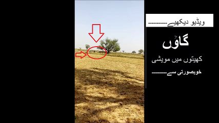 Animals are in the fields of village