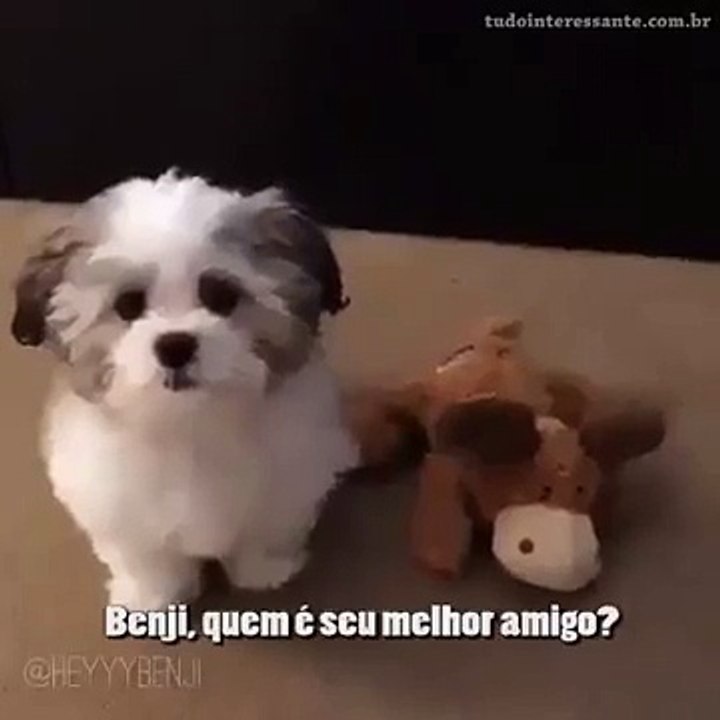 Quem é o teu melhor amigo?