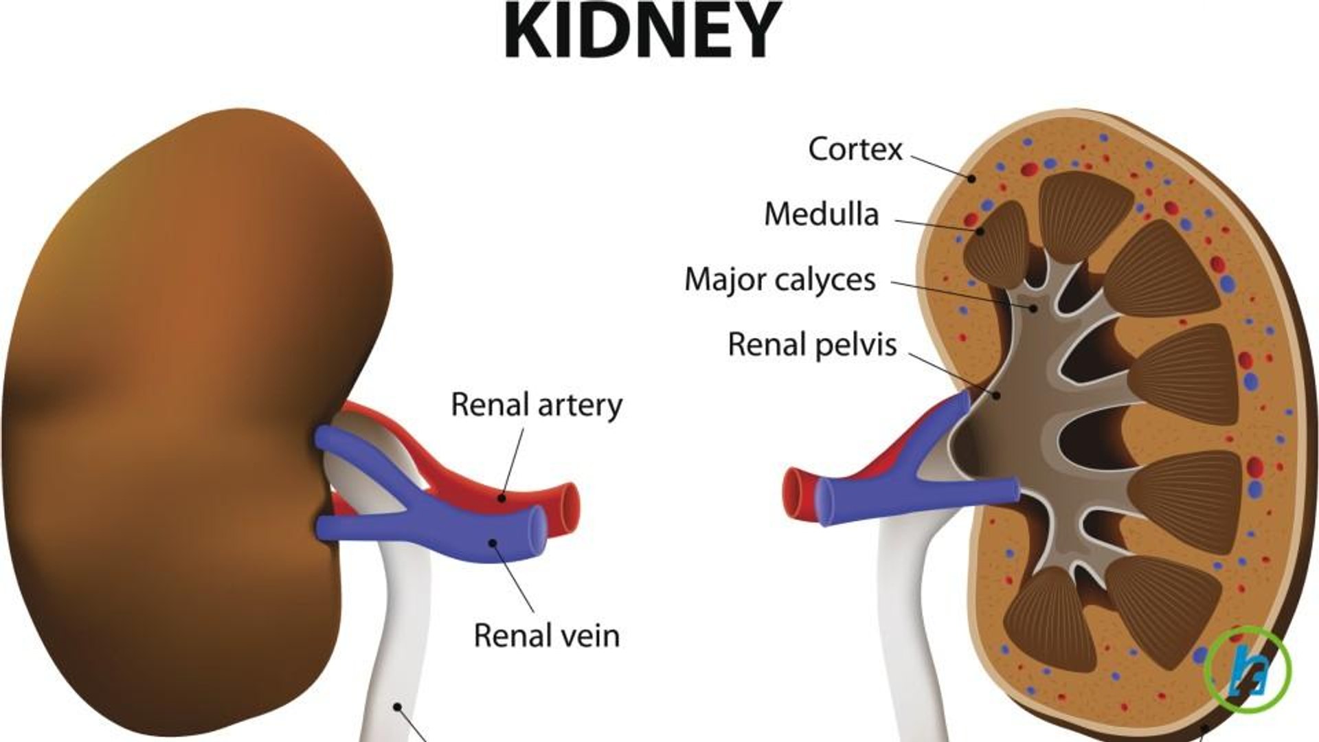 ⁣What is Kidney Dialysis?