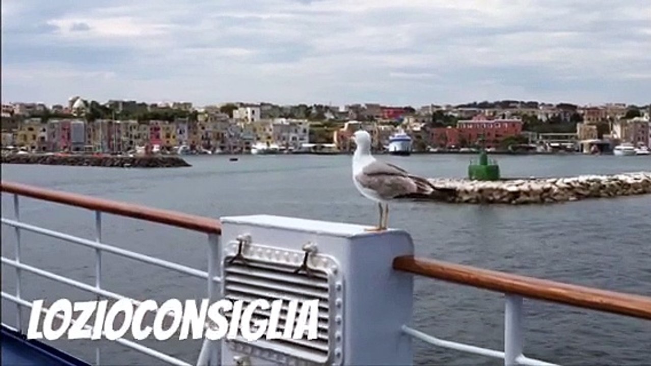 un gabbiano Che ?