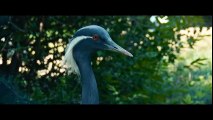 Beauty of Wild Animals in 4K - Wildlife Amazing Nature