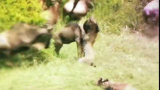 Biggest wild animal fights - Musical EPIC HD