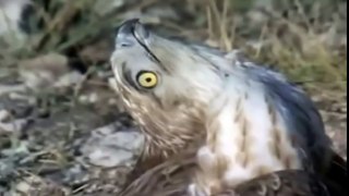 Eagle vs & attacks Cobra, Animal Fight Videos Compilation
