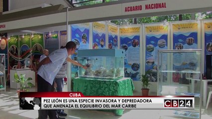 El venenoso pez león es el nuevo ingrediente en los platos cubanos