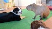 Calins entre un chien et un rongeur géant d'1m de long ! Capybara
