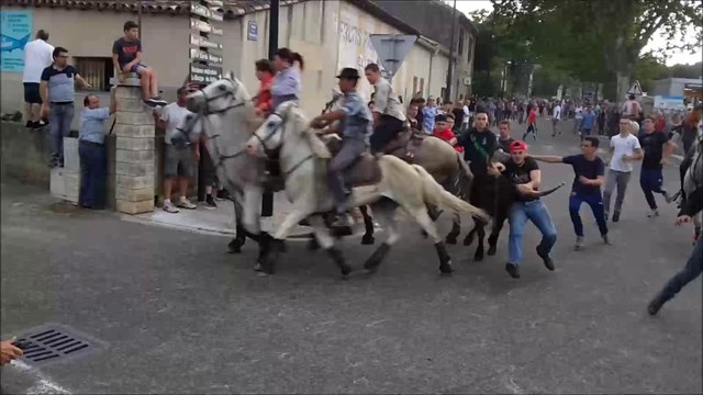 Abrivado-40 taureaux-Manade Chapelle-St Etienne du Grés-2016/06/10