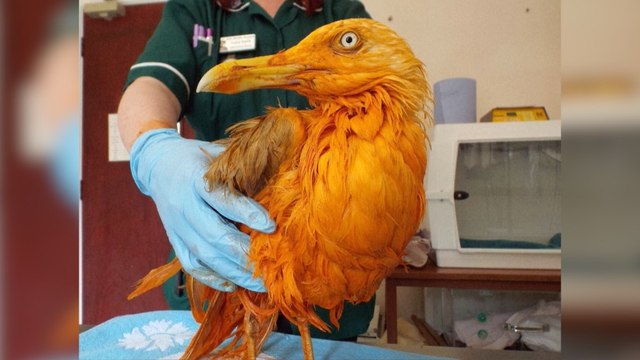 This seagull took a tumble into a vat of tikka masala