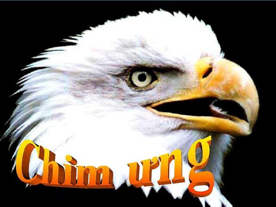 Chim ưng - pps