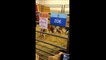 Houston Livestock Show & Rodeo - Cow giving birth