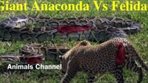 Most Amazing Wild Animal Attacks - CRAZIEST lion, anaconda, deer, Crocodile, elephant