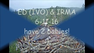 ED & IRMA 6-11-16 2 babies