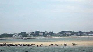 Seal watch in Chatham, MA-11AM June  26, 2008