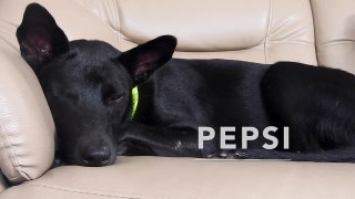 Adopt Pepsi